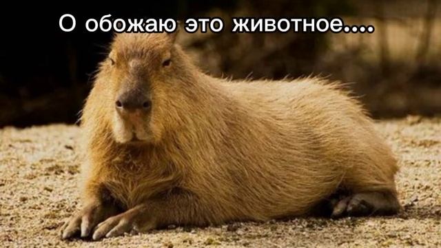 О обожаю это животное... смотреть онлайн