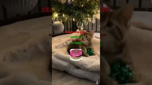 @Kim_Akira_k-pop #kpop #кпоп #рек #новыйгод #залетит #кейпоп #нг #еда #котики #акира #кэт #skz смотреть онлайн