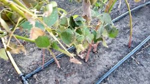 Ежевика Прайм Арк Фридом Обрезка под ноль. 23 декабря 2024г.