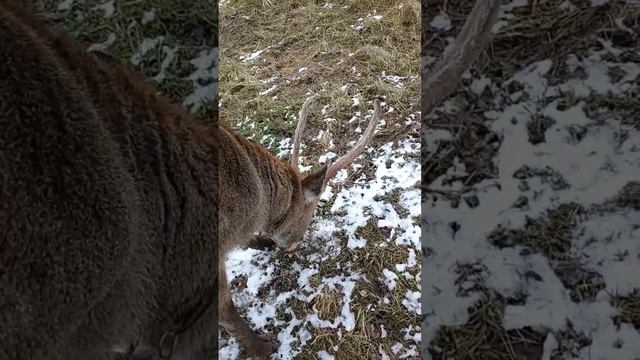 Наш домашний пятнистый олень "Персик" на выгуле. смотреть онлайн