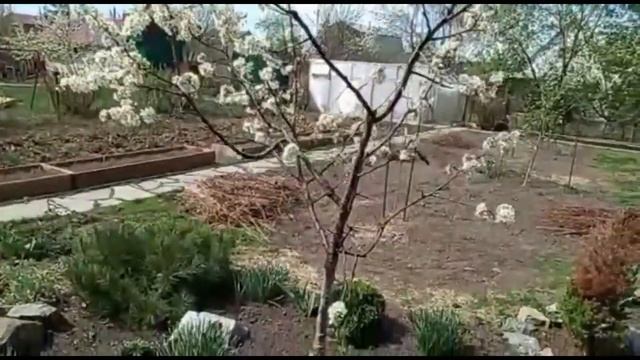 Муж радуется, как ребёнок. Что его так восхищает в саду, чему умиляется? Муж снял обзор наших малыше смотреть онлайн