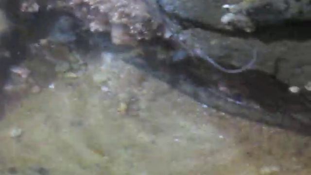 Two-spot Octopus Hunts at Night in Catalina Tidepools смотреть онлайн