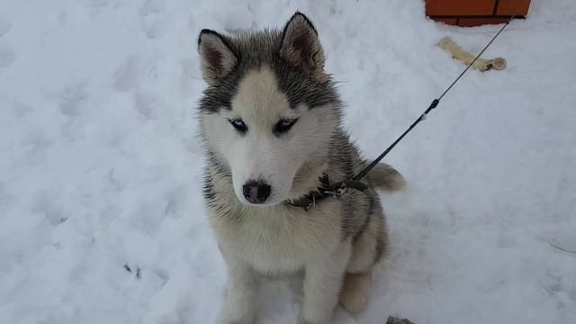 ХАСКИ. НОВЫЙ ОШЕЙНИК. ХАСКИ ПОЁТ. HUSKY. A NEW COLLAR. HUSKY SINGS. смотреть онлайн