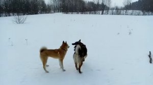 Лайки 7 месяцев прогулка