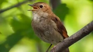 пение соловья для хорошего настроения