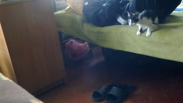 Jumping Fleas! смотреть онлайн