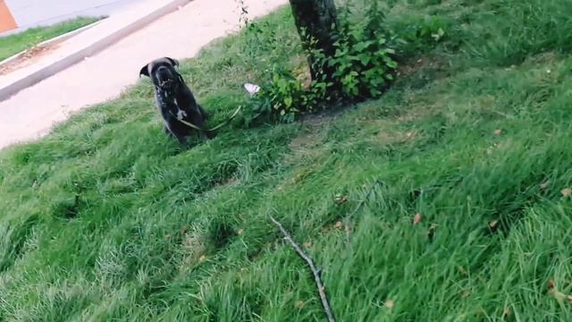 очень опасно собака в мире смотреть онлайн