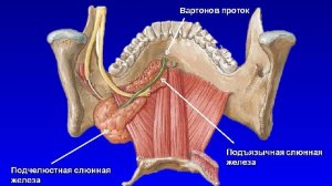 Сазонов С.В. 29. Подчелюстная железа