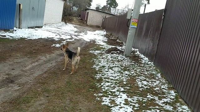 к нам пришли 2 собаки смотреть онлайн