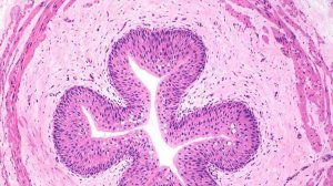 Сазонов С.В. 43. Мочеточник