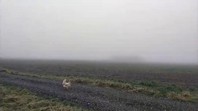 туман, куры, пряники смотреть онлайн