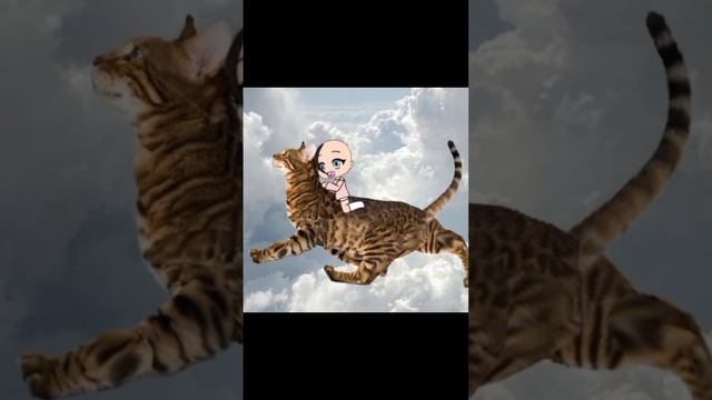 🌸Маргаритка🌸