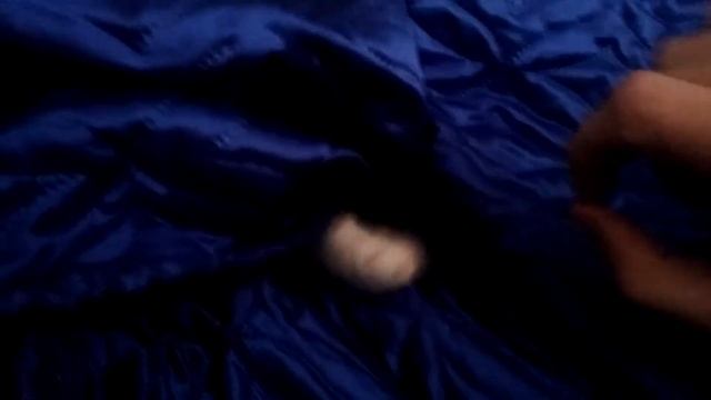 Наша кошка Алиса смотреть онлайн