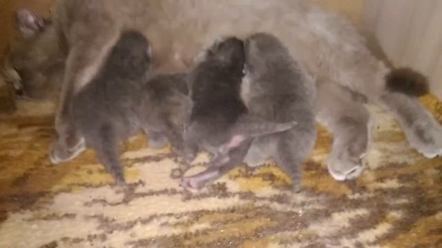 Ксюша с котятами 7 дней нашим деткам кошка и котята смотреть онлайн