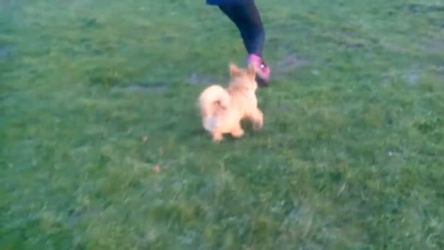 Игра собаки и человека. смотреть онлайн