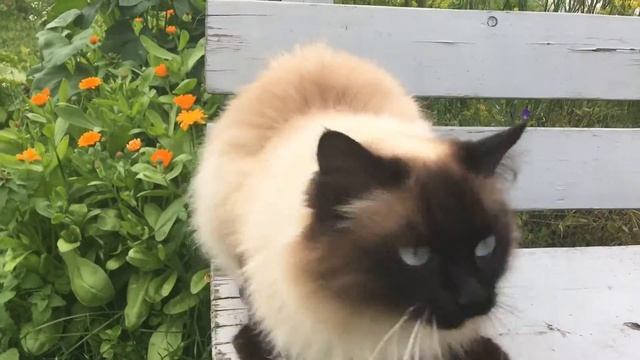 Кошечка на даче / Киса / Fluffy Cute Kitty