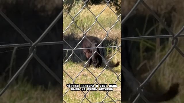 Приехал на винодельню в ЮАР, а попал на сафари. #сафари #юар #винодельня смотреть онлайн