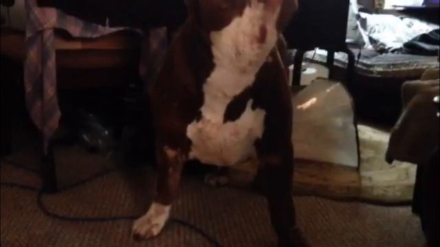 🔵КТО ВОРУЕТ ЯБЛОКИ✅🤣🤣