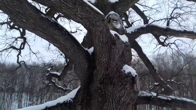 Дубу 200 лет.обзор дубовой рощи смотреть онлайн