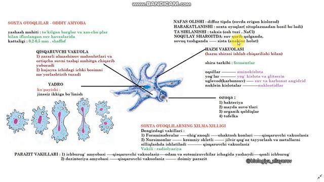 SOXTA OYOQLILAR SINFI смотреть онлайн