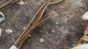 Сибирские черенки. Сад Тоторова. Саяногорск.