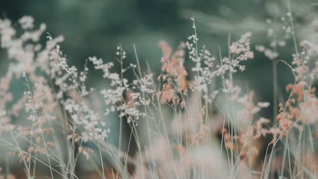 ✨Relaxing Music for Stress Relief. 💆Soothing Music for Meditation, Healing, Therapy, 😪Sleep, Spa. смотреть онлайн