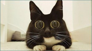 Смешные котики 59