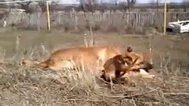 собачья любовь.mp4 смотреть онлайн