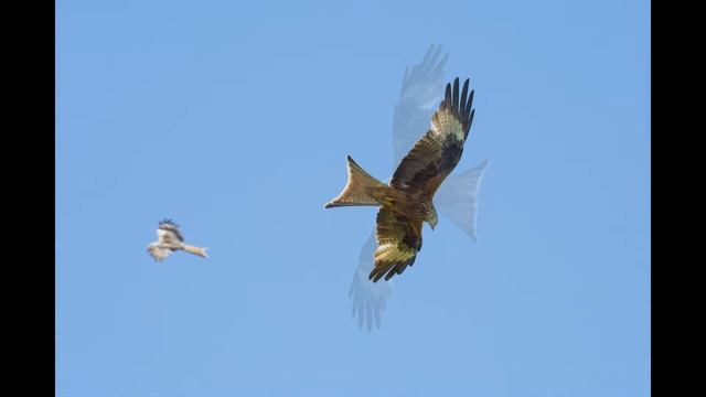 Red Kites in Flight смотреть онлайн