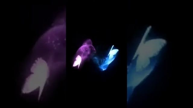 Volare come farfalle смотреть онлайн