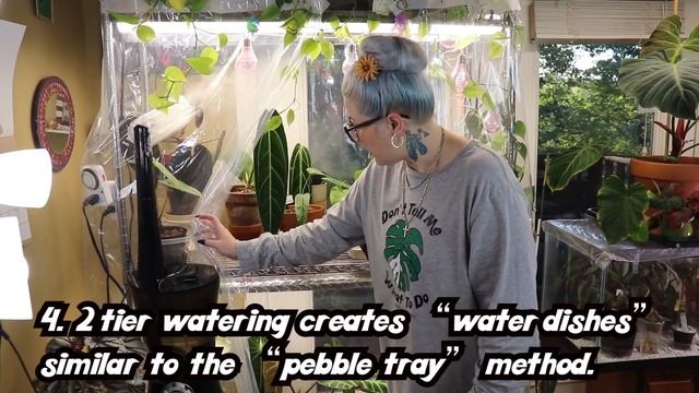 How to Increase Humidity for Your Indoor Plants смотреть онлайн