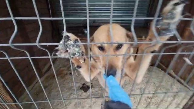 Ногинский приют