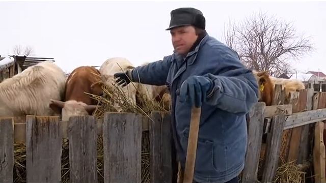 Новости Кинельского района (выпуск № 40 от 24.11.2014 г.) смотреть онлайн