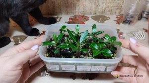 Пересадка сеянцев адениума