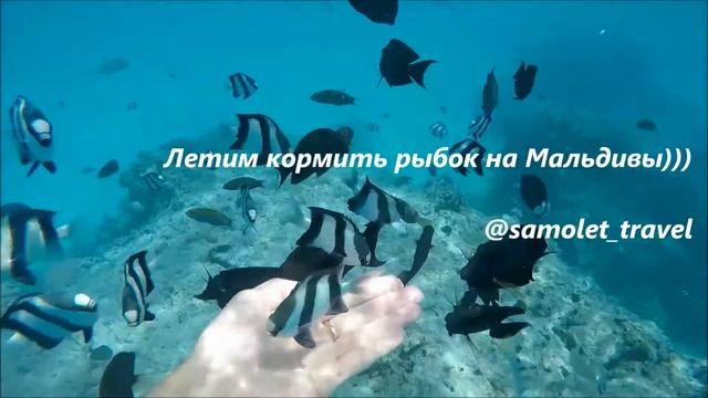 Рыбки на Мальдивах смотреть онлайн