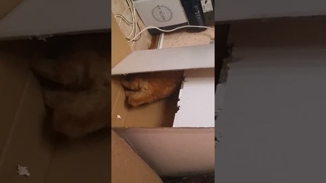 Клыкастый котик смотреть онлайн