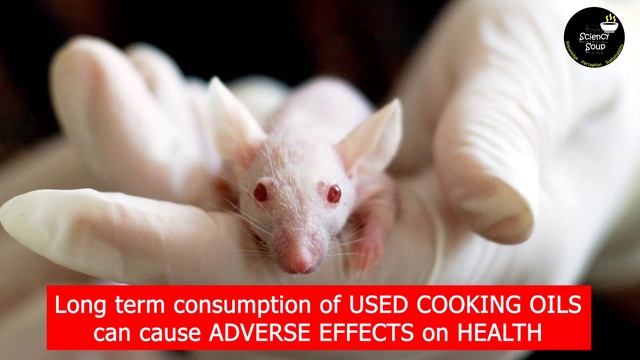 How safe is it to re-use cooking oils? смотреть онлайн