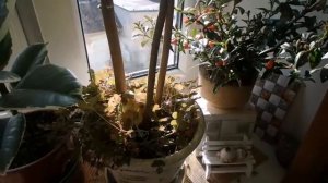 влог - неспешное утро с множеством дел (1 часть). Рената Смирнова. Рига