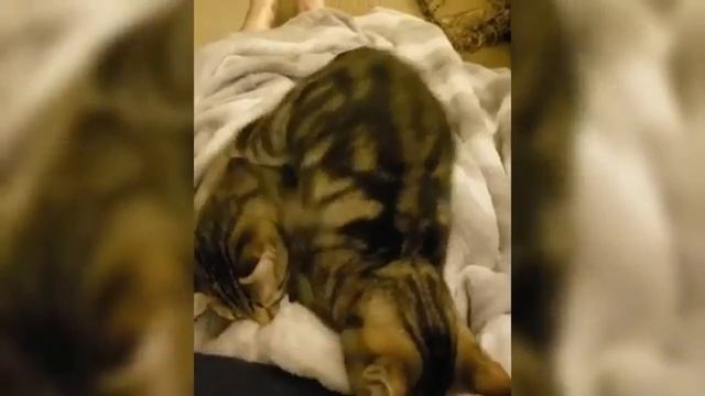 Смех до слёз: лучшие приколы №121 смотреть онлайн