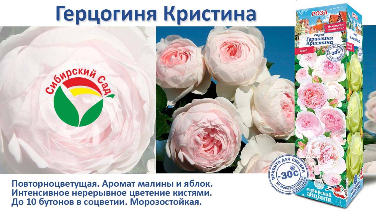 Роза Герцогиня Кристина (Флорибунда) от Агрофирмы "Сибирский сад" смотреть онлайн