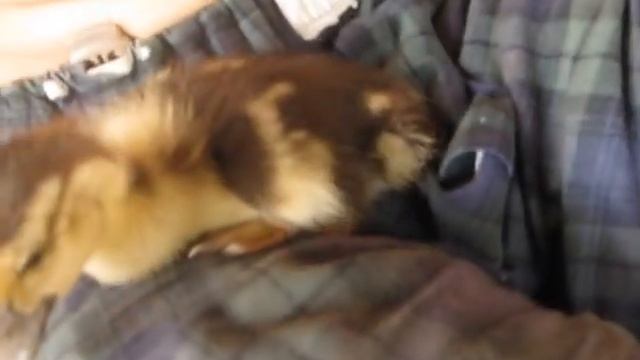 ОБКАКАННЫЙ но НЕПОБЕЖДЁННЫЙ... смотреть онлайн