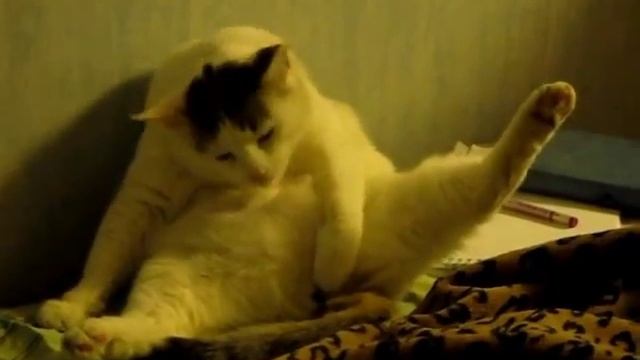 Copy of Кот играет с пипкой смотреть онлайн