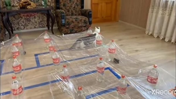 Смішні моменти з каналу анука давайка.