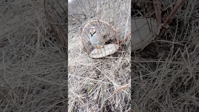 охота кеклик 2023