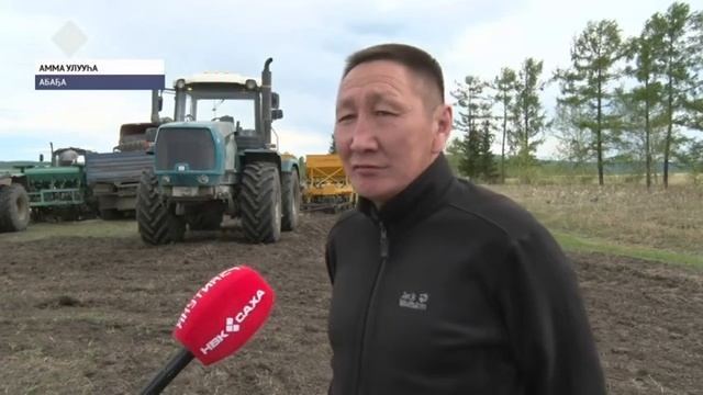 Амма өҥ буордаах бааһыналарыгар ыһыы үлэтэ уһун ардахтар кэннилэриттэн саҥа саҕаланна смотреть онлайн