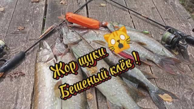 Жор щуки! Бешеный клёв ! #лето2024 #fishing #хищник #рыбалка #щука #август2024 смотреть онлайн