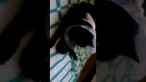 Кот в воротнике пытается помыться