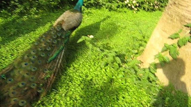 Турция: Фауна в отеле Crystal Hotels Admiral Resort & Spa 5* Сиде