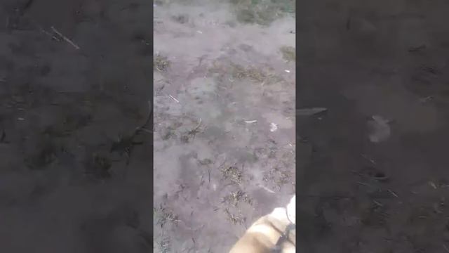 Моє перше відео на цьому каналі. Вигулюю собаку Маю