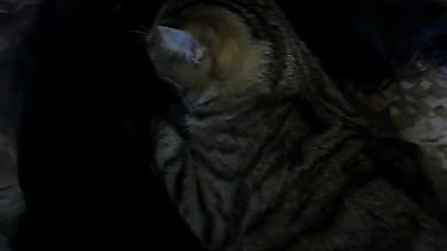 Кошка сосет молоко у собаки! смотреть онлайн